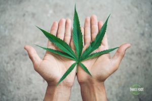 three-foot-wellness-medical-cannabis-benefits